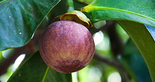 mangosteen